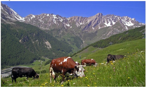 Bando di gara tramite asta pubblica per l'affitto dell'alpe pascoliva Camplano, Valmora con Cascinetto dei Rinati, Foppazzi con Costa Bruciata, Piazza Manzone. Periodo 2026-2031.